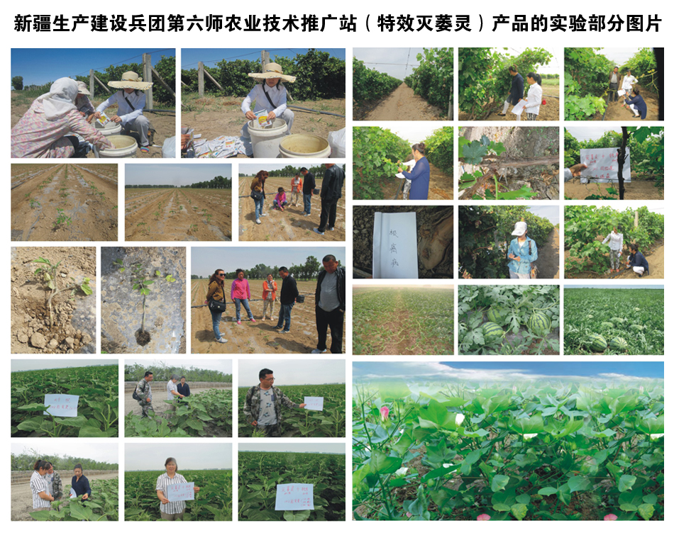 新疆生產(chǎn)建設(shè)兵團第六師農(nóng)業(yè)技術(shù)推廣站(產(chǎn)品的實驗部分圖片