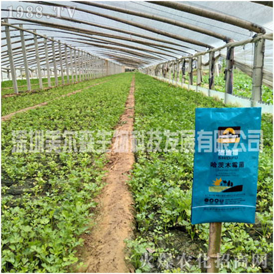 ������ɭ����������µ�һ�������w�����������³ɣ��f��������