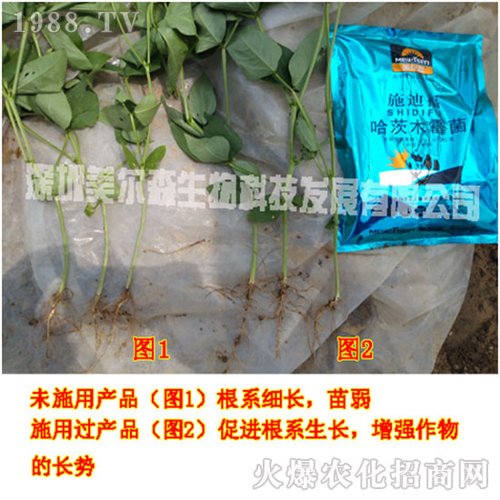 ������ɭ����������µ�һ�������w�����������³����f��������