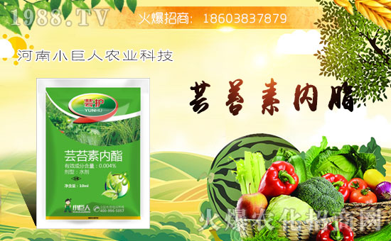 ��С�����r(n��ng)�I(y��)��ף������µ�һ���﹤�����������������