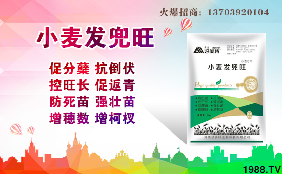 �����������ȫ�w�T��ף����´��옷������������