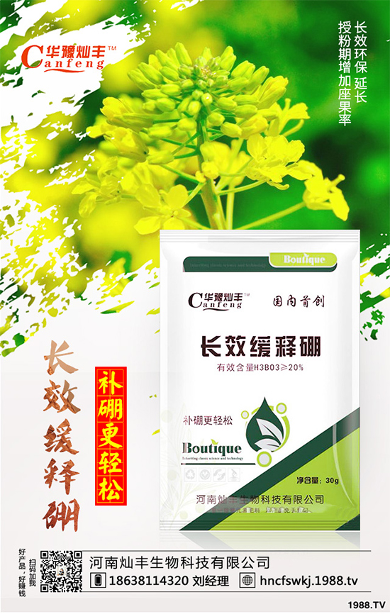 甘藍(lán)立枯病來(lái)襲，到底該如何防治？甘藍(lán)立枯病防治措施