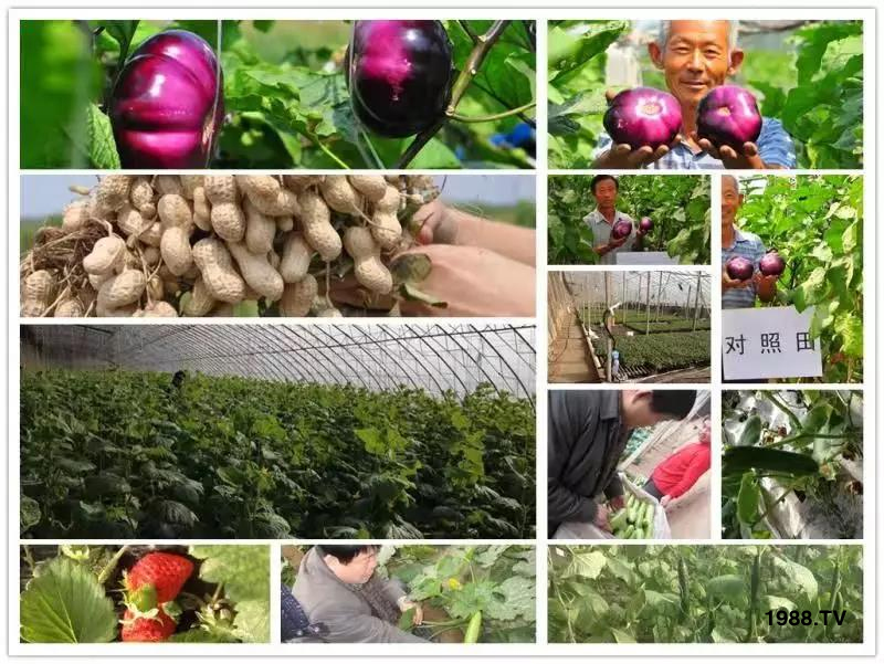 礦源黃腐酸鉀——精品肥!1公斤=8噸有機(jī)肥!新疆源頭直發(fā)?。?!