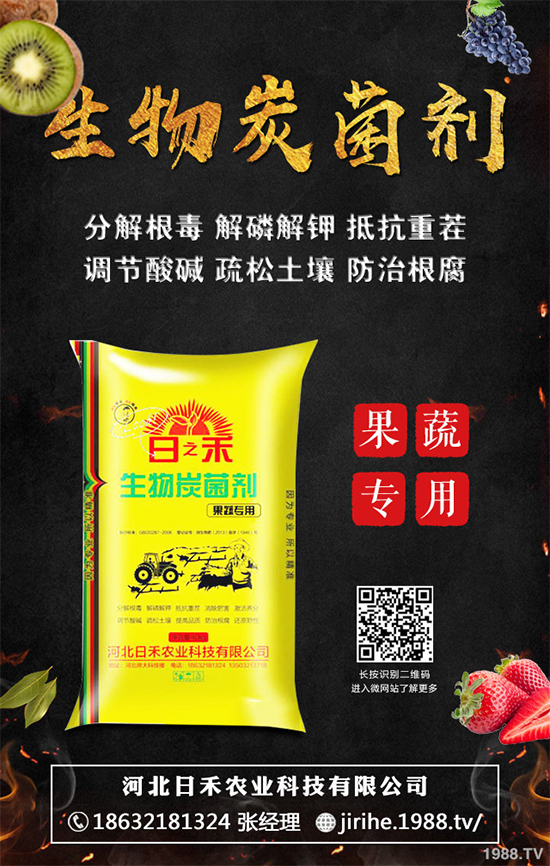 洋蔥定植你掌握了嗎?洋蔥定植及定植后管理方案