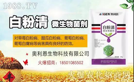 白粉病“反復(fù)難纏”？ 記住這個藥，高效防治白粉病，鏟除！