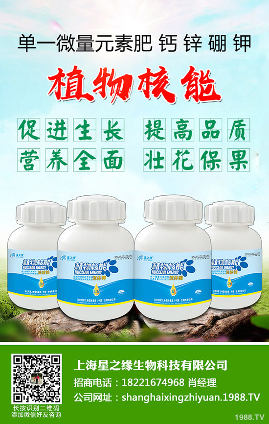 芽菜怎樣種植，芽菜種植技術(shù)您了解多少？