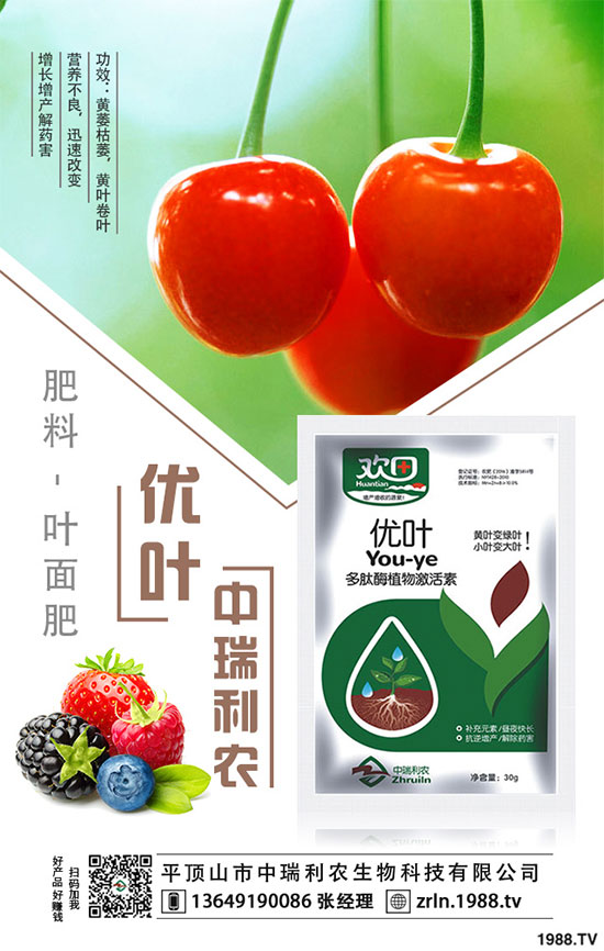 茶樹菇的栽培技術(shù),茶樹菇的種植注意事項!