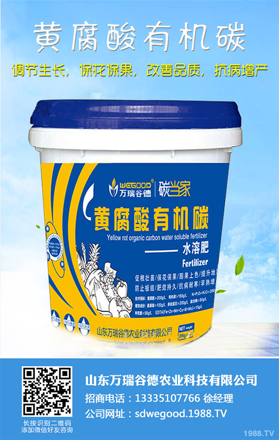 魔芋價(jià)格多少錢一斤?2020年魔芋種植的市場行情