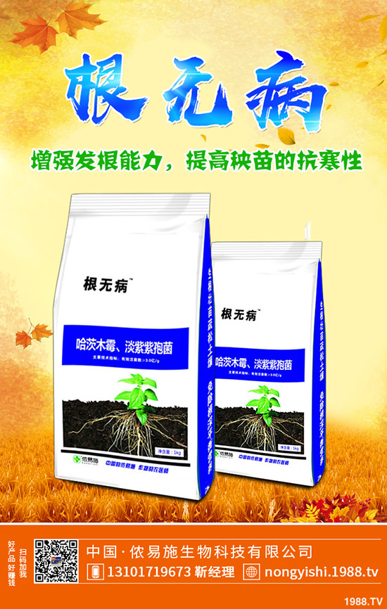 黑棗的種植要點(diǎn)有哪些？黑棗的田間管理