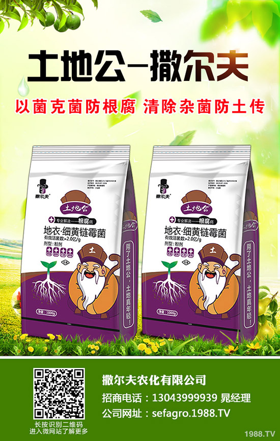     秋季大棚種植什么比較好？種植什么蔬菜好及推薦品種！秋茬大棚種植指南！