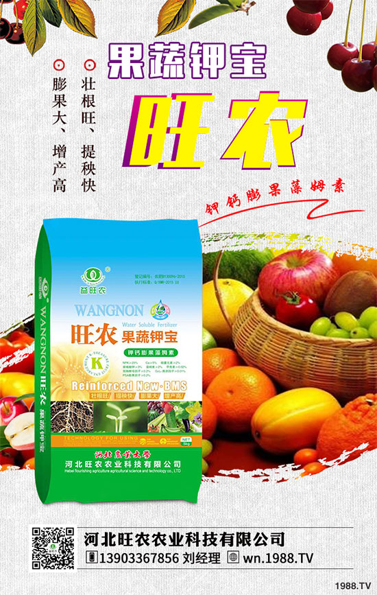 茄子育苗的種植時間，茄子育苗的栽培管理要點有哪些？