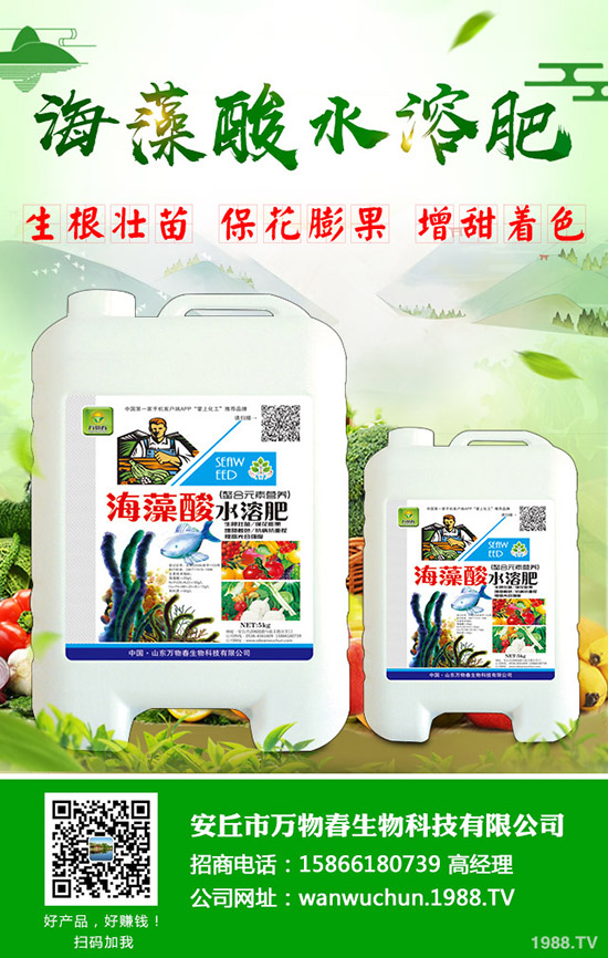 秋季如何種好大白菜？需要注意什么？