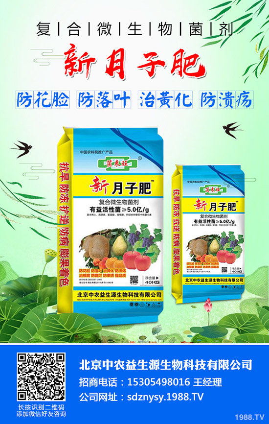 秋季大白菜什么時候種植合適？秋季大白菜的種植時間及種植方法