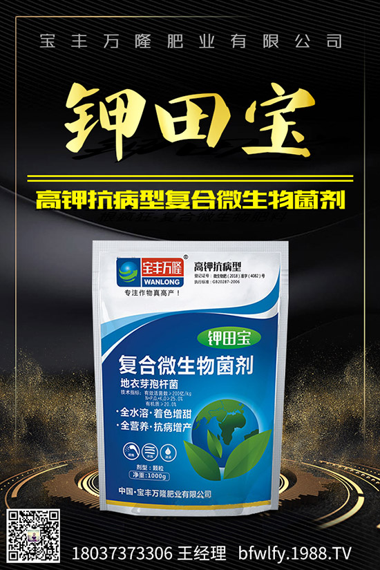 大蒜如何管理才能高產，大蒜高產管理技術！