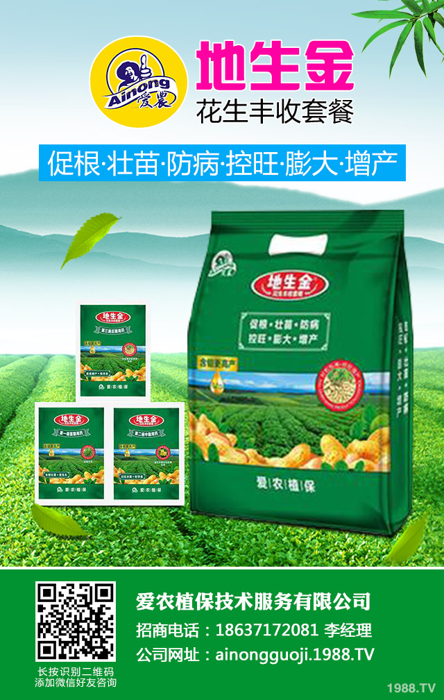 地膜棉花倒伏如何防治?地膜棉花倒伏應(yīng)對(duì)措施