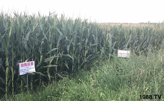 速看！小麥畝產(chǎn)1471斤，雙酶尿素全新升級，“高產(chǎn)王”當(dāng)之無愧！