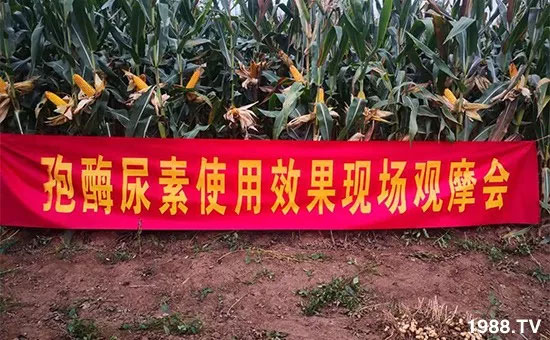 速看！小麥畝產(chǎn)1471斤，雙酶尿素全新升級，“高產(chǎn)王”當(dāng)之無愧！