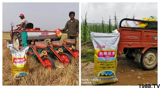 速看！小麥畝產(chǎn)1471斤，雙酶尿素全新升級，“高產(chǎn)王”當(dāng)之無愧！