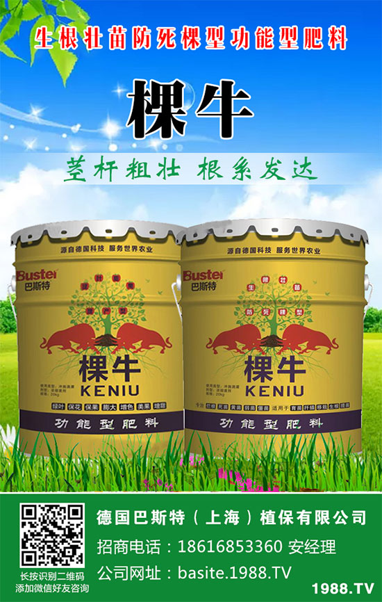 洋蔥如何施肥？洋蔥科學(xué)合理的施肥方法！