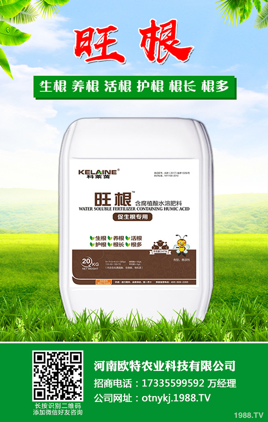 枇杷怎么種植，枇杷的種植及管理技術(shù)！