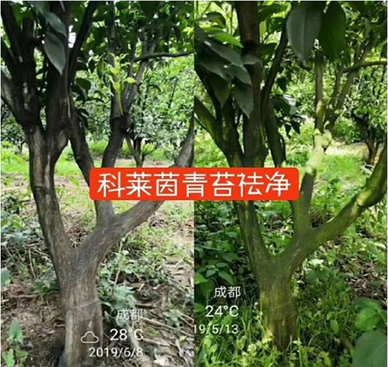 神奇除青苔劑!,不反彈!干凈,青苔無蹤!