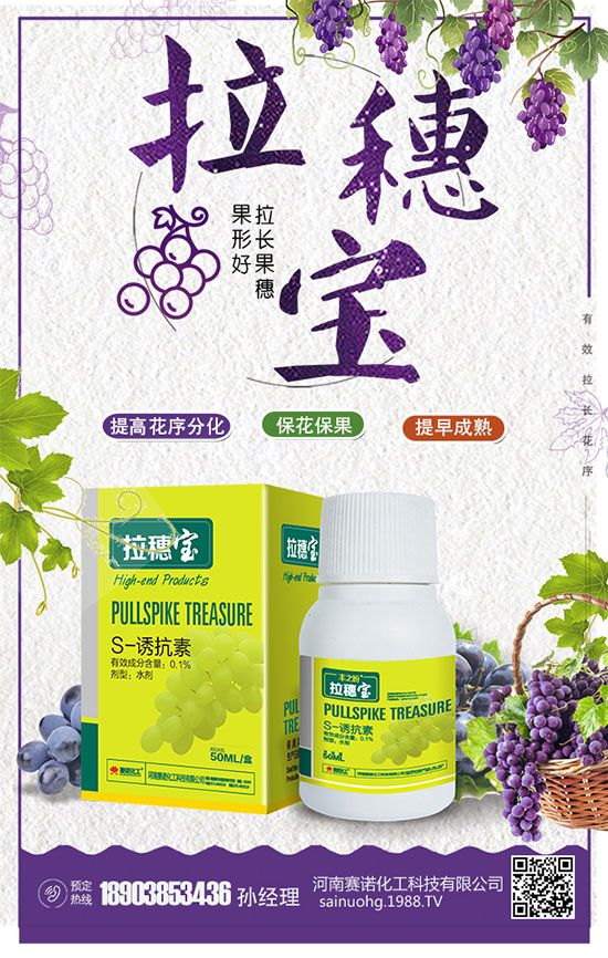 洋蔥什么時間種植?洋蔥的品種及高產(chǎn)種植方法!