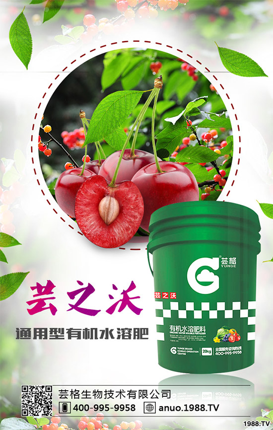 郁金香該如何種植？郁金香的種植管理方案