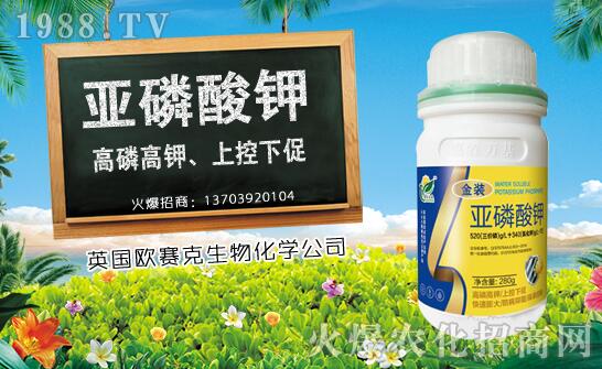 木瓜什么時(shí)候種植?木瓜種植時(shí)間及種植技術(shù)要點(diǎn)!