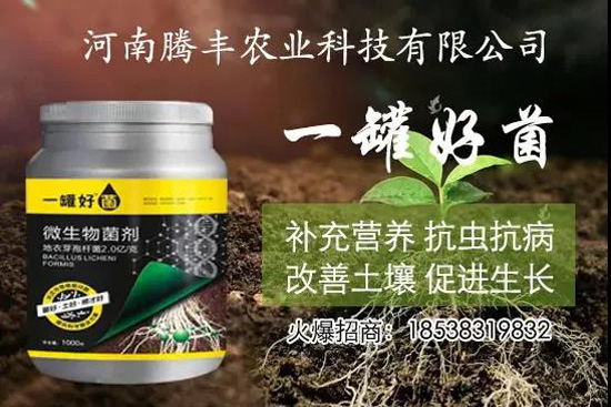 葛根種植幾年可以賣，高產(chǎn)葛根種植方法！