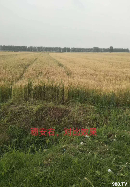 С����ù��Σ�����c������С����ù����ʲôˎ��
