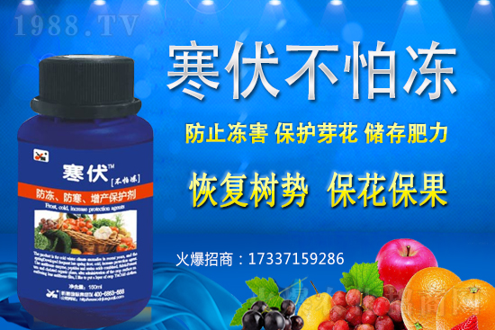 小麥凍害發(fā)生后該怎么辦?補救措施有哪些?小麥凍害和藥害如何區(qū)分?