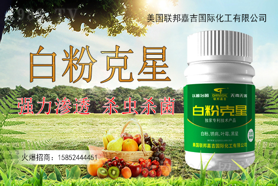 辣椒白粉病為何難以防控?辣椒白粉病如何用藥防治效果好?