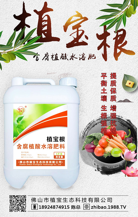 早春大棚西葫蘆什么時間種？西葫蘆定植后管理要點！