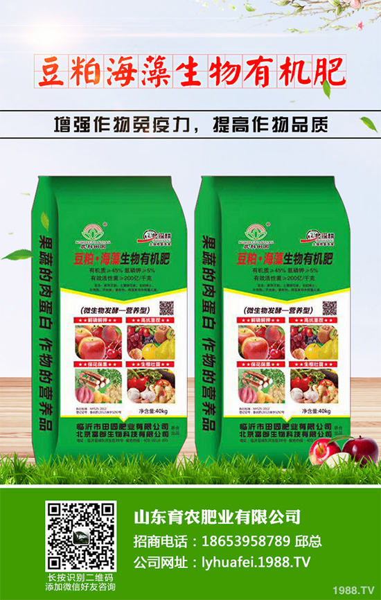 金絲皇菊該如何育苗？如何栽培？金絲皇菊高產(chǎn)栽培管理