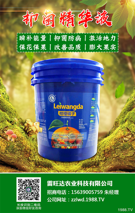 魚(yú)腥草市場(chǎng)價(jià)格多少錢(qián)一斤?2020年魚(yú)腥草的種植效益分析