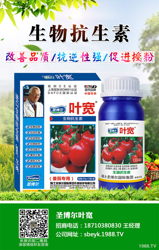 大棚薄皮甜瓜該如何栽培?薄皮甜瓜高產(chǎn)栽培技術(shù)