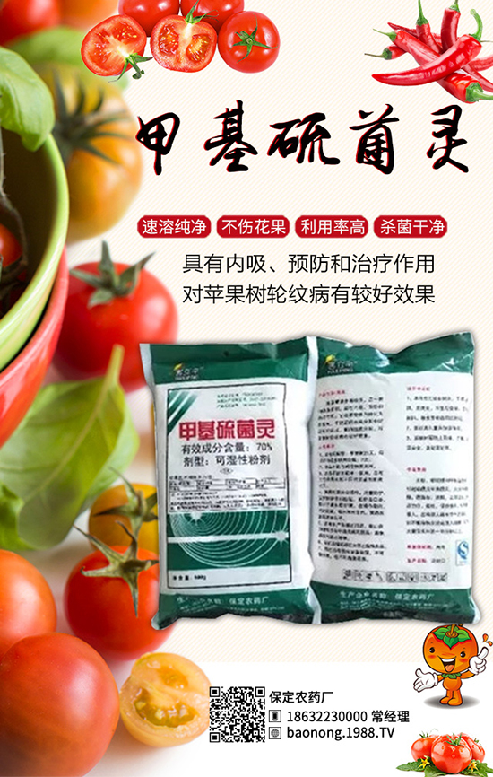 生物殺菌劑大蒜素：高效防治芒果角斑，果子賣相好