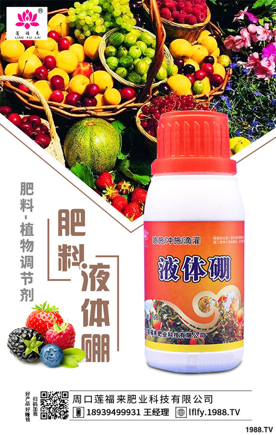 決明子有哪些神奇功效？種植決明子能掙錢嗎？2020決明子種植前景分析