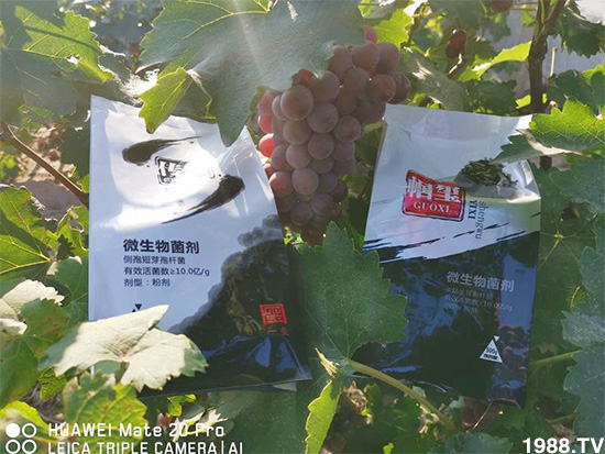 好產(chǎn)品好作用,“一璽生物”微生物菌劑“幗璽”客戶真實反饋!