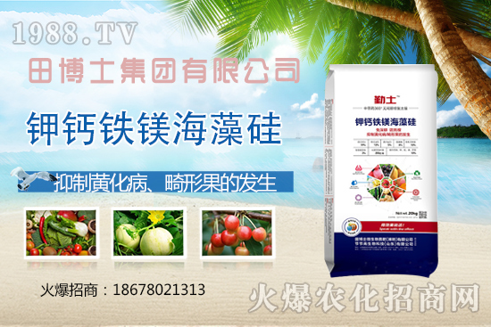 越夏番茄畸形果、產(chǎn)量上不去!防治番茄畸形果,這些要領(lǐng)需掌握!