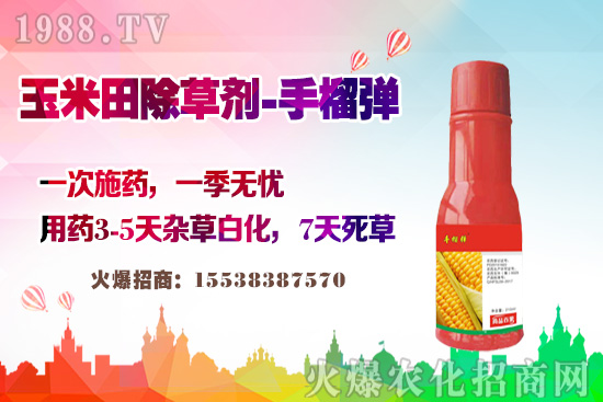 玉米田除草有講究,玉米除草劑這樣打,不長雜草不傷苗!