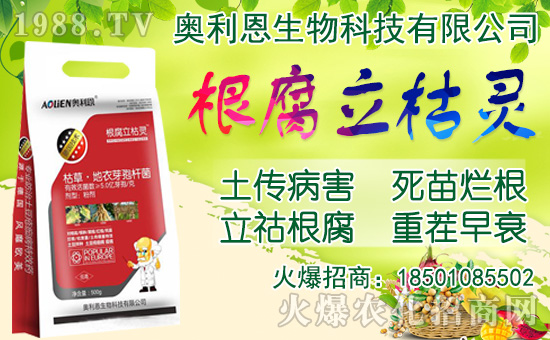 洋蔥如何施肥?洋蔥種植方法及播種時間!