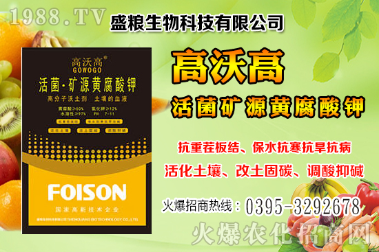 人參果畝產(chǎn)效益是多少？人參果的種植與管理技術(shù)！