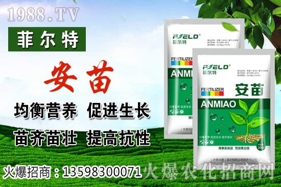 燈籠果生長對環(huán)境的要求,燈籠果種植及采收技術(shù)!