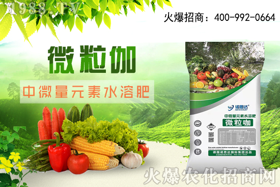 辣椒該怎么育苗，辣椒育苗時(shí)間及育苗注意要點(diǎn)！