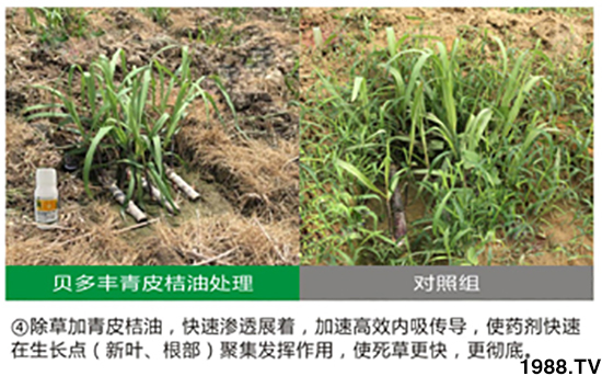 ��Ƥ��������-ؐ���S