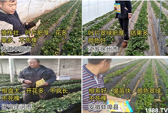 水溶肥市場大變革??？海藻精、魚蛋白將被它代替！1000多用戶鼎力推薦！