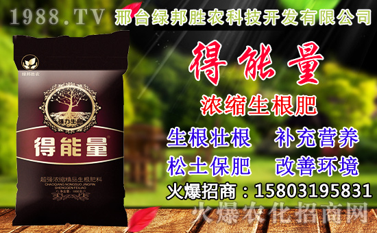2020年小麥種子如何選?高產小麥品種有哪些?
