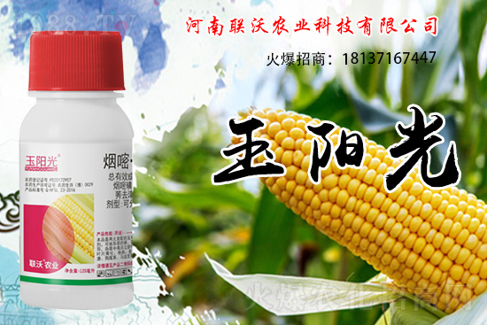 玉米除草為什么選擇苗后？玉米苗后除草劑如何打？