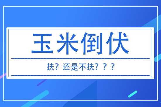 玉米倒伏到底扶不扶? 答案來了!